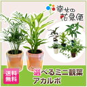 選べるミニ観葉植物アカルポ 2鉢セット 【送料無料】【新築祝い/開店祝い/お誕生日祝い/結婚祝い/観葉植物/引越し祝い/モダン/インテリア/アジアン/通販/おしゃれなデザインの植木鉢】【smtb-ms】【楽ギフ_メッセ入力】