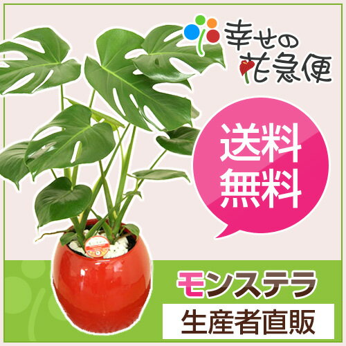 観葉植物 モンステラ6号ボール陶器鉢(赤) 高さ約60cm【開店祝い 新築祝い 誕生日プレゼント 引...:hanakyubin:10000158