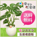 モンステラ 6号ボール陶器鉢(鉢カバー/底穴無し/