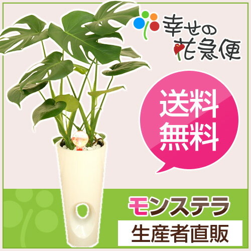 観葉植物 モンステラ6号穴あき陶器鉢(白) 高さ約75cm【開店祝い 新築祝い 誕生日プレ…...:hanakyubin:10000157