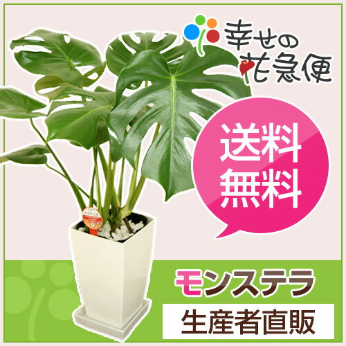 観葉植物 モンステラ6号角プラスチック鉢(白) 高さ約60cm【開店祝い 新築祝い 誕生日…...:hanakyubin:10000085