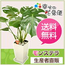 モンステラ 6号角プラスチック鉢(白)H約60cm