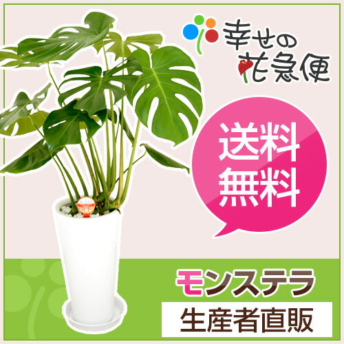 観葉植物 モンステラ7号陶器鉢L(白) 高さ約80cm【大型 開店祝い 新築祝い 誕生日プ…...:hanakyubin:10000009