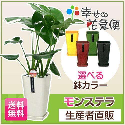 観葉植物 モンステラ6号カラーポット 高さ約60cm【開店祝い 新築祝い 誕生日プレゼント 引越し祝...:hanakyubin:10000644