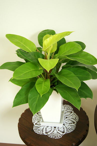 ̵ۡڥࡼ饤ȡۥ饤࿧դȤƤζ֤Ѥꡣࡼ饤ȡ6ѥץ饹åȭH55cmڴտʪۡڿ۽ˤۡڳŹˤۡڤˤۡڷ뺧ˤۡڥåۡڥ̵ۡۡsmtb-msۡڥƥꥢۡڥץ쥼ȡۡڥۡڥȥԥۡڰۤˤ