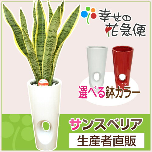 観葉植物 サンスベリア6号穴あき陶器鉢(白赤) 高さ約75cm【サンセベリア トラノオ 開…...:hanakyubin:10000310