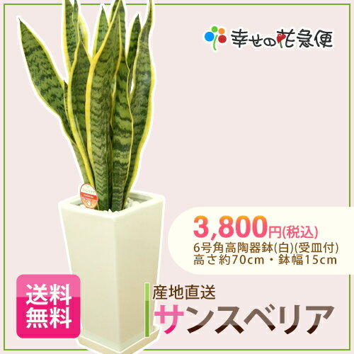 サンスベリア　6号角高陶器鉢（白）（サンセベリア・トラノオ）H約70cm【送料無料】【新築祝い/開店祝い/お誕生日祝い/結婚祝い/観葉植物/引越し祝い/スタイリッシュ/モダン/インテリア/アジアン/トロピカル/通販/おしゃれ/リビング】【自宅用】