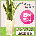 サンスベリア 7号角高陶器-白(サンセベリア/トラ