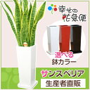 サンスベリア 7号角陶器鉢L (サンセベリア/トラノオ)H約85cm【送料無料】【新築祝い/開店祝い/お誕生日祝い/結婚祝い/観葉植物/引越し祝い/モダン/インテリア/多肉植物/通販/スクエア/おしゃれなデザインの植木鉢】【smtb-ms】【楽ギフ_メッセ入力】