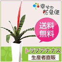 観葉植物 トラフアナナス4号角高陶器鉢 高さ約70cm【フリーセア・スプレンリエット 開店祝い 新築祝い 誕生日プレゼント 引越し祝い インテリア アジアン モダン スクエア おしゃれな植木鉢 送料無料】【smtb-ms】【05P06Aug16】