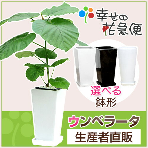 観葉植物 フィカス・ウンベラータ6号高陶器鉢(角：白黒 丸：白) 高さ約65cm【開店祝い…...:hanakyubin:10000848