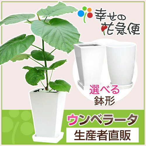 観葉植物 フィカス・ウンベラータ6号陶器鉢 |高さ約60cm【開店祝い 新築祝い 誕生日プレゼント 引越し祝い インテリア アジアン モダン おしゃれな植木鉢 送料無料】【smtb-ms】matsu^