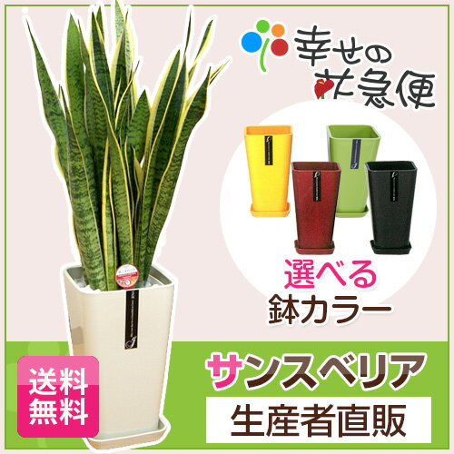 観葉植物 サンスベリア8号カラーポット 高さ約85cm【サンセベリア トラノオ 開店祝い …...:hanakyubin:10000755