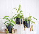 ネペンテス・アラタ/ヒョウタンカズラ 5号吊り【食虫植物】【観葉植物 大型】