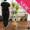 ドラセナ・コンシンネ“龍”7号(3D)【バスケット鉢カバー付き】【ブラウン】【観葉植物 インテリア おしゃれ 人気 楽天 通販 育てやすい 大型 ギフト プレゼント】