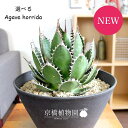 【現品】アガベ・ホリダ 6号【選べる観葉植物】【植物 インテリア おしゃれ 人気 引越し祝い 開店祝い 新築祝い お祝い 楽天 通販 鉢植え観葉 ギフト プレゼント】