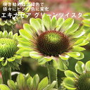 宿根草 苗 エキナセア グリーンツイスター 9cmロングポット 切り花向け しゅっこんそう 多年草 ペレニアル 【予約商品】【早割価格】 10月後半より順次発送