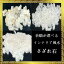 除災招福祈願!お部屋・アクセサリーなどを清浄して開運祈願【さざれ石】選べる天然石 777円