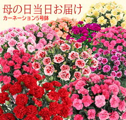 <strong>早割</strong> <strong>母の日</strong> ギフト 花 カーネーション プレゼント 5号鉢 お花 生花 <strong>母の日</strong>カーネーション 鉢 <strong>鉢植え</strong> プレゼント ギフト <strong>母の日</strong> <strong>母の日</strong>花