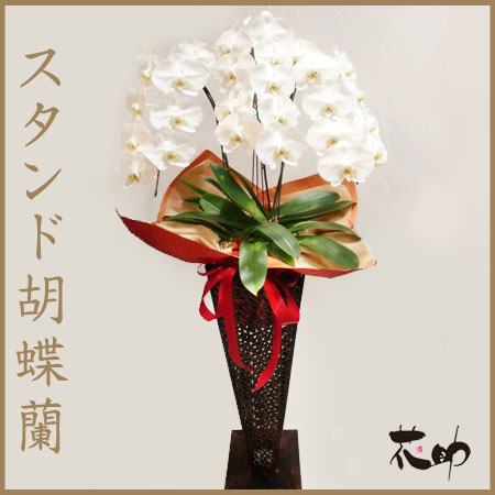 高品質　大輪　胡蝶蘭　3本立て　18−22輪　ホワイト 花鉢　スタンド胡蝶蘭！　30％引き