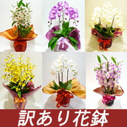 訳あり　特価！　花助におまかせ　季節の花鉢　6000円　【あす楽対応_関東】【あす楽対応_甲信越】【あす楽対応_北陸】【あす楽対応_東海】【あす楽対応_近畿】【あす楽対応_中国】お得！　胡蝶蘭をはじめとする花鉢を格安価格でご提供！　品質保証。　即日発送、送料無料、カード付き。