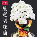 50%オフ 送料無料 胡蝶蘭 3本立て 25輪 ホワイト、ピンク、赤リップ 花鉢 50%OFF【あす楽対応_関東】【あす楽対応_甲信越】【あす楽対応_北陸】【あす楽対応_東海】【あす楽対応_近畿】【楽ギフ_メッセ入力】【smtb-TD】【saitama】