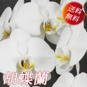 厳選送料無料! 就任、開業、開店、移転、誕生日祝いなどのお祝い、お悔やみ、仏事などにも最適 胡蝶蘭 8本立ち 白 【あす楽対応_関東】【あす楽対応_甲信越】【あす楽対応_北陸】【あす楽対応_東海】【あす楽対応_近畿】【あす楽対応_中国】【smtb-TD】【saitama】