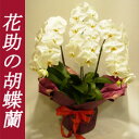 お値段以上の豪華さ! 半額セール中 胡蝶蘭 3本立ち 35輪以上 白、ピンク、赤リップ 送料無料 【あす楽対応_関東】【あす楽対応_甲信越】【あす楽対応_北陸】【あす楽対応_東海】【あす楽対応_近畿】【あす楽対応_中国】【smtb-TD】【saitama】