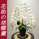 豪華胡蝶蘭が半額! 胡蝶蘭 3本立ち 45輪 以上 白、ピンク、赤リップ 【楽ギフ_メッセ入力】【あす楽対応_関東】【あす楽対応_甲信越】【あす楽対応_北陸】【あす楽対応_東海】【あす楽対応_近畿】【あす楽対応_中国】【smtb-TD】【saitama】