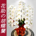 送料無料! お祝い お悔やみに 胡蝶蘭 5本立て 60輪以上 ホワイト 花鉢 40%OFF【あす楽対応_関東】【あす楽対応_甲信越】【あす楽対応_北陸】【あす楽対応_東海】【あす楽対応_近畿】【楽ギフ_メッセ入力】【smtb-TD】【saitama】