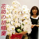豪華胡蝶蘭 お祝い 胡蝶蘭 5本立 75輪 ホワイト 驚きのボリューム 品質保証 花鉢 40%OFF【あす楽対応_関東】【あす楽対応_甲信越】【あす楽対応_北陸】【あす楽対応_東海】【あす楽対応_近畿】【楽ギフ_メッセ入力】【smtb-TD】【saitama】
