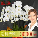 期間限定 半額セール 胡蝶蘭 5本立て 40輪以上 白、ピンク、赤リップ 花鉢 50%OFF【あす楽対応_関東】【あす楽対応_甲信越】【あす楽対応_北陸】【あす楽対応_東海】【あす楽対応_近畿】【あす楽対応_中国】【楽ギフ_メッセ入力】【smtb-TD】【saitama】