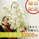 全国配達、厳選送料無料!就任祝い、開業・開店祝い、誕生日祝いなどのお祝いに最適 フラワーコンシェルジュが厳選した花屋の胡蝶蘭 3本立ち 35輪以上 35000円 鉢花【楽ギフ_メッセ】【smtb-TD】