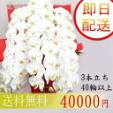 全国配達 送料無料!就任祝い、開業、開店祝い、移転祝い、誕生日祝いなどのお祝いに最適 フラワーコンシェルジュが厳選した花屋の胡蝶蘭 3本立ち 40輪以上 40000円 鉢花 【楽ギフ_メッセ】【smtb-TD】