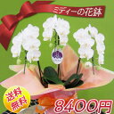 母の日ギフト ミディー花鉢 8000円 【あす楽対応_関東】【あす楽対応_甲信越】【あす楽対応_北陸】【あす楽対応_東海】【あす楽対応_近畿】【あす楽対応_中国】