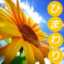 夏限定! ひまわり入り ミディアム スタンドフラワー 29000円 名札付き 即日発送 (宅配) 【あす楽対応】【楽ギフ_メッセ入力】