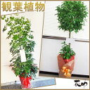 【観葉植物】フラワーコンシェルジュが厳選した花屋の観葉植物 11000円 無料ラッピング、メッセージカード付き【楽ギフ_メッセ入力】【楽ギフ_包装】
