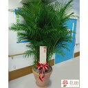 【観葉植物】フラワーコンシェルジュが厳選した花屋の観葉植物 80000円 無料ラッピング、メッセージカード付き【あす楽】【楽ギフ_メッセ入力】【楽ギフ_包装】