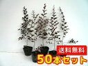 トキワマンサク(赤葉赤花) 【50本セット】 樹高0.3m前後 10.5cmポット 【送料無料】 常盤満作 生垣用