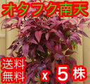 オタフクナンテン 【5本セット】 樹高0.25m前後 13....