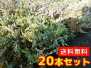 バーハーバー【20本セット】長さ25cm前後10.5cmポッ...