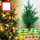 モミノキ / 樹高1.2m前後 根巻き 【送料込み】 もみの木 もみのきモミの木