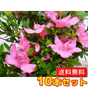 サツキツツジ 【10本セット】 樹高0.2m前後 10.5〜12cmポット 【送料無料】 五月サツキさつき /