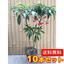 マンリョウ 【10本セット】 樹高0.3m前後 15cmポット 【送料無料】 万両 /