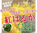 サツマイモ 苗 販売【紅はるか 苗(イモヅル)10本】(※メール便不可※)紅アズマより“はるか”に甘いと話題沸騰! ホクホク激うまサツマイモの苗を栽培しよう!(ベニハルカ・べにはるか・紅ハルカ・サツマイモ・さつまいも・芋づる・苗・イモヅル・ 苗 家庭菜園