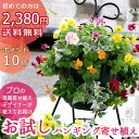 ハンギングバスケットの寄せ植え「お試しパンジー・ビオラ版」 初めてのお客様限定/開花期:今から春まで(ハンギング/寄せ植え/秋/冬/セット/ギフト/花/フラワー/誕生日プレゼント
