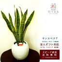 観葉植物 サンスベリア6号ボール陶器鉢(白赤) 高さ約60cm 【kan-sans06-003004】サンセベリア トラノオ 開店祝い 新築祝い プレゼント インテリア 送料無料