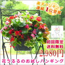 花うるるの お試し ハンギングバスケット 寄せ植え〜ベゴニア版 (送料無料・夏〜冬前まで咲き続けて初心者でも簡単!)(寄せ植え ハンギング ギフト)