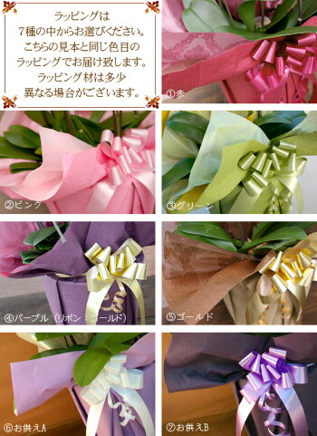 ≪2013年楽天で一番売れた胡蝶蘭≫レビュー件数驚異の8000件超え!部門年間1位★胡蝶蘭大輪3本立ち27輪以上(つぼみ込)ギフト・ビジネスに!立札・送料無料♪大人気ポッキリセール!プレゼントに!お歳暮