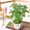 【虫よけ】【数量限定】6/5〜7/9お届け☆ハーブ